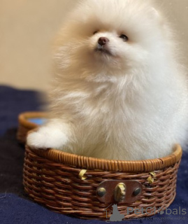 Photo №2 to announcement № 8924 for the sale of pomeranian - buy in Ukraine breeder