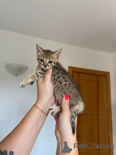 Photo №1. savannah cat - for sale in the city of Baienfurt | 361$ | Announcement № 170876