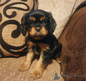 Photo №4. I will sell cavalier king charles spaniel in the city of Brugelette. private announcement, breeder - price - 826$