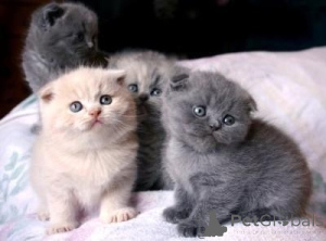 Photo №1. scottish fold - for sale in the city of Vienna | 206$ | Announcement № 160980