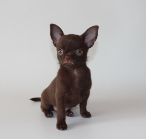 Photo №2 to announcement № 6323 for the sale of chihuahua - buy in Russian Federation breeder