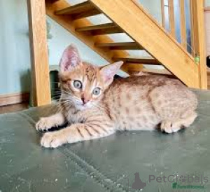 Photo №2 to announcement № 164824 for the sale of ocicat - buy in Finland private announcement, breeder
