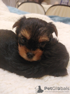 Additional photos: Baby-face Yorkie puppies are completely ready to go.