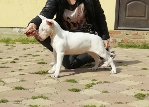 Additional photos: Puppies of standard bull terrier of monobreed kennel