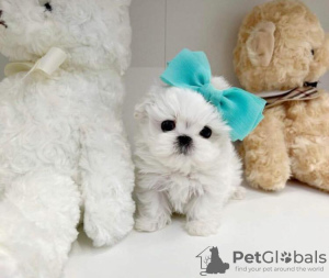 Photo №1. maltese dog - for sale in the city of Miami Beach | 550$ | Announcement № 66444