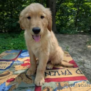 Photo №2 to announcement № 144442 for the sale of golden retriever - buy in Australia breeder