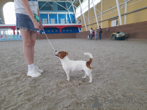 Additional photos: Jack Russell Terrier