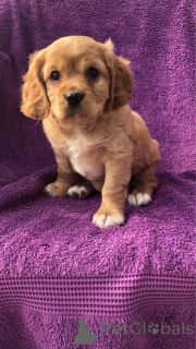 Photo №3. Cavalier King Charles Spaniel puppies. Belgium