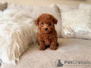 Photo №1. poodle (toy) - for sale in the city of Münster | Is free | Announcement № 120438