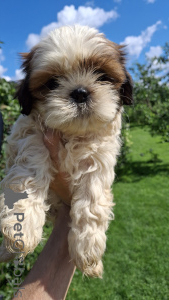 Photo №2 to announcement № 148739 for the sale of lhasa apso, pomeranian, shih tzu - buy in Lithuania private announcement, from nursery, breeder
