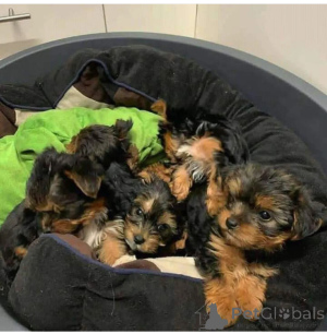 Photo №1. yorkshire terrier - for sale in the city of Wuppertal | negotiated | Announcement № 137689