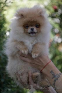 Photo №4. I will sell pomeranian in the city of Kiev. from nursery, breeder - price - 500$
