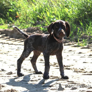 Photo №4. I will sell german wirehaired pointer in the city of Warsaw. breeder - price - 1129$