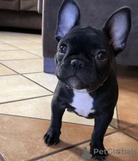Photo №1. french bulldog - for sale in the city of Tampere | 350$ | Announcement № 102783