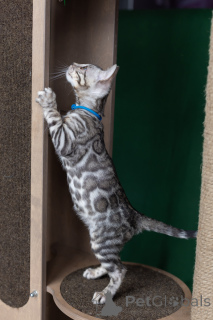 Photo №3. Bengal boy in rosette color on silver. Belarus