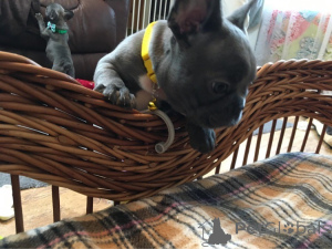 Photo №2 to announcement № 163438 for the sale of  - buy in Belgium 