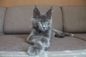 Photo №1. maine coon - for sale in the city of Tolyatti | 399$ | Announcement № 6451