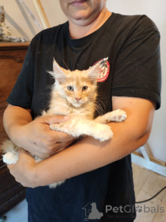 Photo №3. Adorable Maine coon kitten for urgent adoption. Belgium