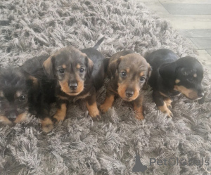 Photo №1. dachshund - for sale in the city of Canberra | 400$ | Announcement № 171469