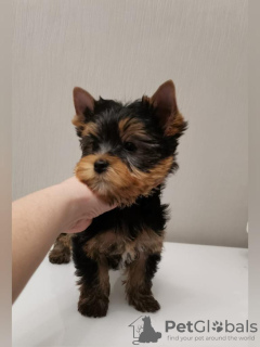Photo №2 to announcement № 10181 for the sale of yorkshire terrier - buy in Russian Federation private announcement, breeder