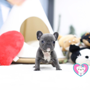 Photo №1. french bulldog - for sale in the city of Warsaw | Is free | Announcement № 4996