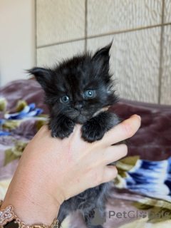 Photo №3. Looking for the perfect furry companion Business whatsapp447400576553. Hungary
