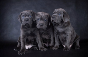Photo №2 to announcement № 6331 for the sale of cane corso - buy in Russian Federation breeder
