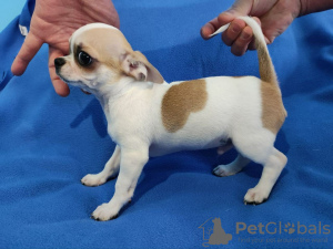 Photo №1. chihuahua - for sale in the city of Munich | 269$ | Announcement № 104900