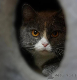 Photo №3. Fenusha, 4 years old, chubby lady with amber eyes.. Russian Federation