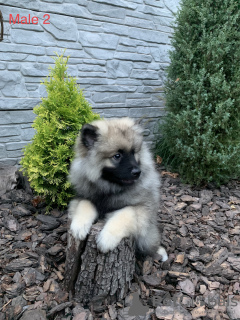 Additional photos: Keeshond / wolfspitz puppies