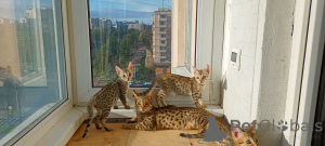 Photo №1. savannah cat - for sale in the city of St. Petersburg | 355$ | Announcement № 147664