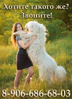 Photo №1. komondor - for sale in the city of Москва | negotiated | Announcement № 2703