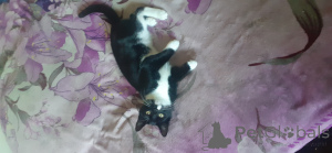 Photo №3. Black and white male and female for sale. United Kingdom