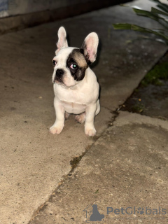 Photo №2 to announcement № 127738 for the sale of french bulldog - buy in Serbia private announcement