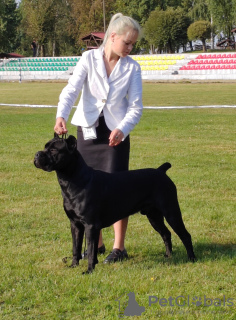 Photo №1. Mating service - breed: cane corso. Price - negotiated