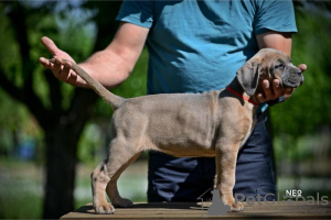 Additional photos: Cane Corso puppies