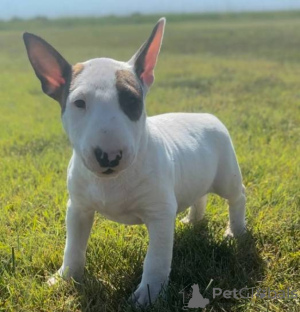 Photo №1. bull terrier - for sale in the city of Leipzig | negotiated | Announcement № 175283