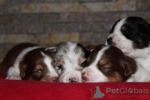 Additional photos: Australian Shepherd