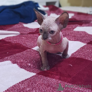 Photo №2 to announcement № 32031 for the sale of sphynx cat - buy in Germany 