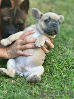 Additional photos: Puppies for sale very cute French bulldog.