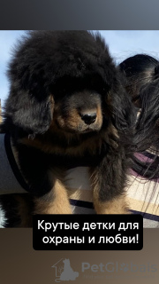 Photo №1. tibetan mastiff - for sale in the city of Karaganda | 450$ | Announcement № 45539