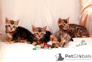 Additional photos: Bengal kittens with documents