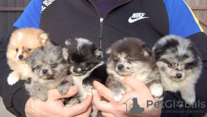 Photo №1. german spitz - for sale in the city of Kikinda | negotiated | Announcement № 94135