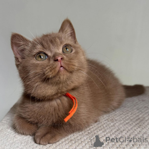 Photo №2 to announcement № 169873 for the sale of british shorthair - buy in Germany breeder