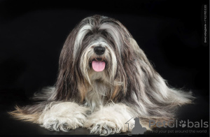 Photo №1. tibetan terrier - for sale in the city of Novosibirsk | negotiated | Announcement № 8996