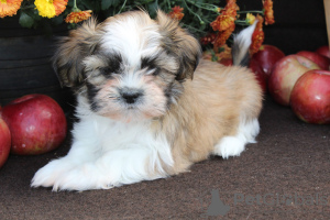 Photo №1. non-pedigree dogs - for sale in the city of Флорида Сити | negotiated | Announcement № 9220