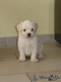 Photo №2 to announcement № 19433 for the sale of odis - buy in Poland breeder