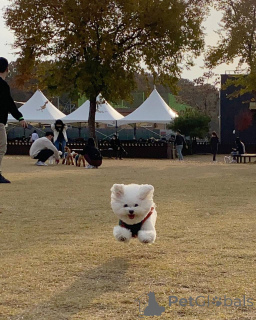 Photo №2 to announcement № 167176 for the sale of maltese dog - buy in Germany private announcement, from the shelter