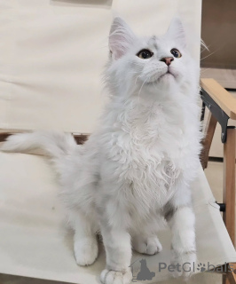 Photo №2 to announcement № 155914 for the sale of maine coon - buy in Germany breeder