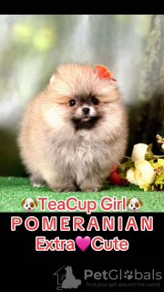 Photo №2 to announcement № 132874 for the sale of pomeranian - buy in United States private announcement, breeder